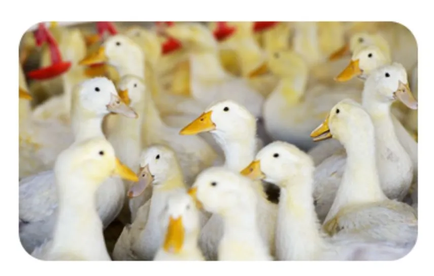 Duck A55 copy 2.webp