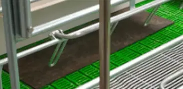 Tapete para leitões - Maternidade